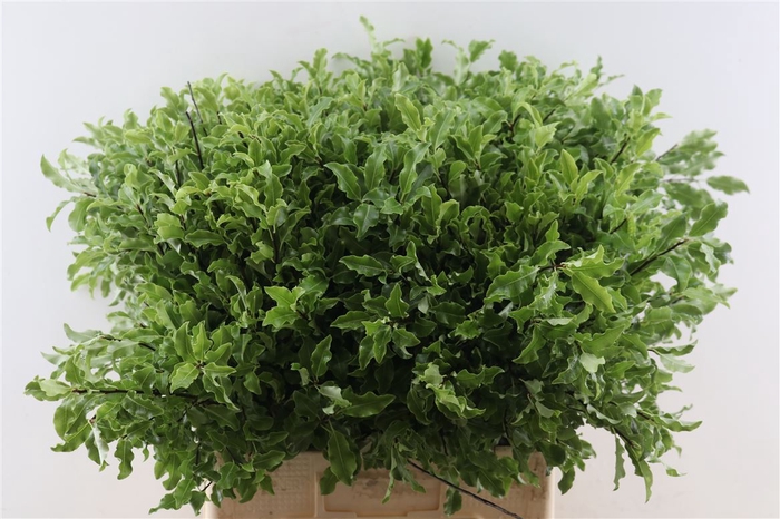 <h4>Pitto Groen 70cm Per Tak</h4>