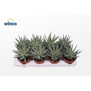 Aloe Humilis