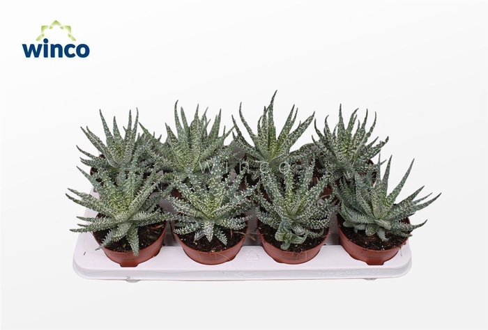 <h4>Aloe Humilis</h4>