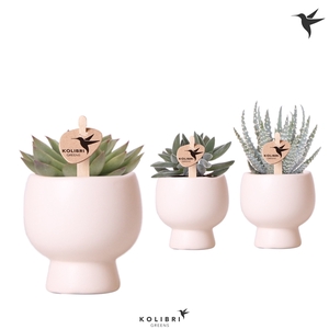 Kolibri Greens Succulenten mix in Scandic pot white