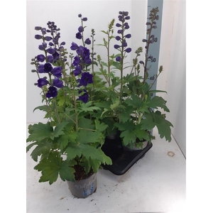 Delphinium Pacific Giant Grp 'Magic Fountains'