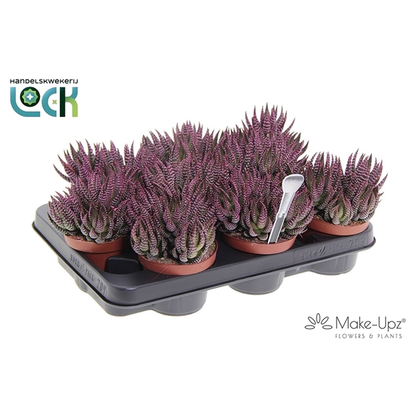 <h4>Haworthia Zebrina Make Upz Roze</h4>