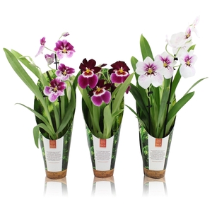 Inca Miltoniopsis mix 2 spike 9cm luxury jungle cover