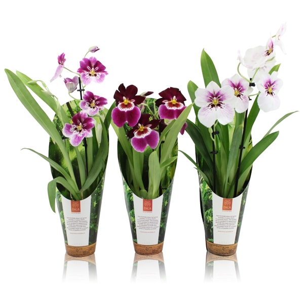 <h4>Inca Miltoniopsis mix 2 spike 9cm luxury jungle cover</h4>