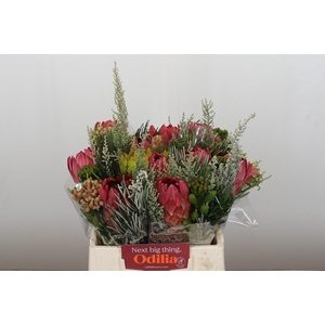 BQ Protea Silvia SFB