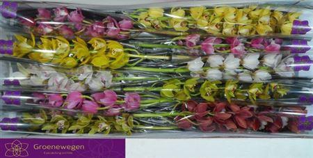 <h4>Cymb Mi Gem</h4>