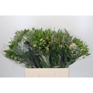 Alstroemeria Selection Bicolor