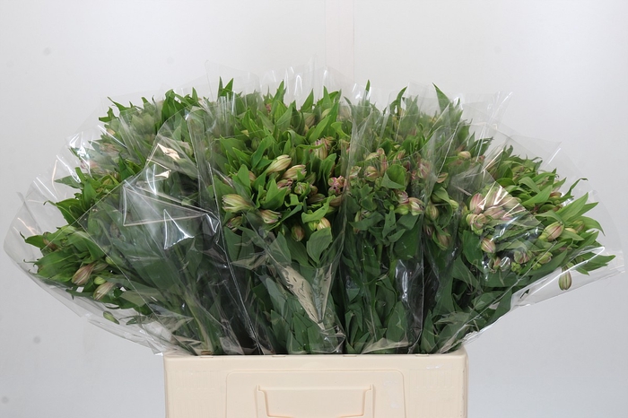 <h4>Alstroemeria Selection Bicolor</h4>