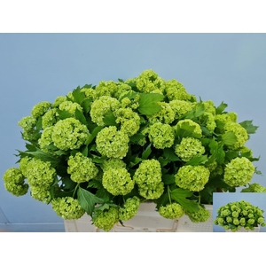 VIBURNUM ROSEUM ST