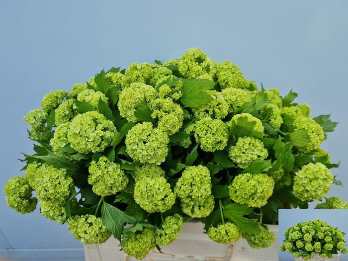 <h4>VIBURNUM ROSEUM ST</h4>