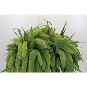 Setaria Italica Volle Melk