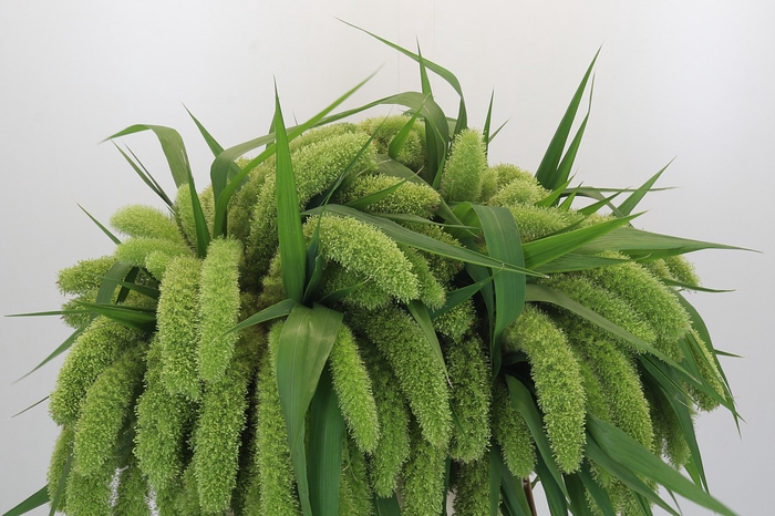 <h4>Setaria Italica Volle Melk</h4>