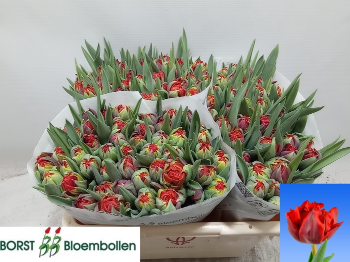 <h4>TU DU RED PRINCESS</h4>