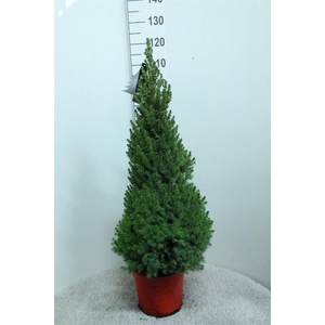 Picea glauca 'Conica'