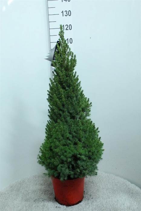 <h4>Picea glauca 'Conica'</h4>