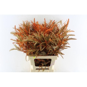 Grevillea Ivanhoe Oranje