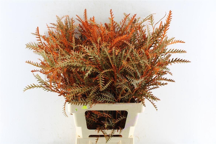 <h4>Grevillea Ivanhoe Oranje</h4>