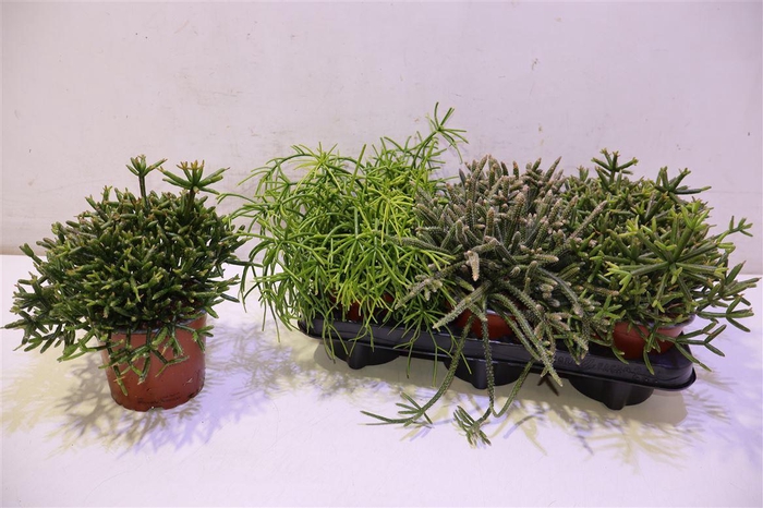 <h4>arr8 Rhipsalis Gem</h4>