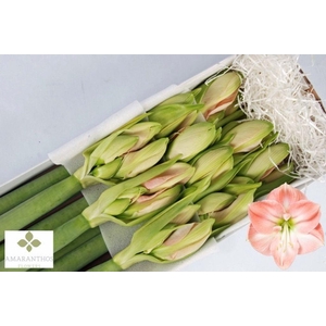 Hippeastrum darling