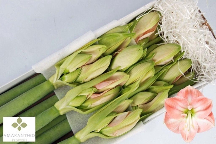<h4>Hippeastrum darling</h4>