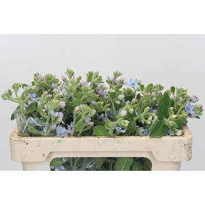 Oxypetalum Tweedia Blue