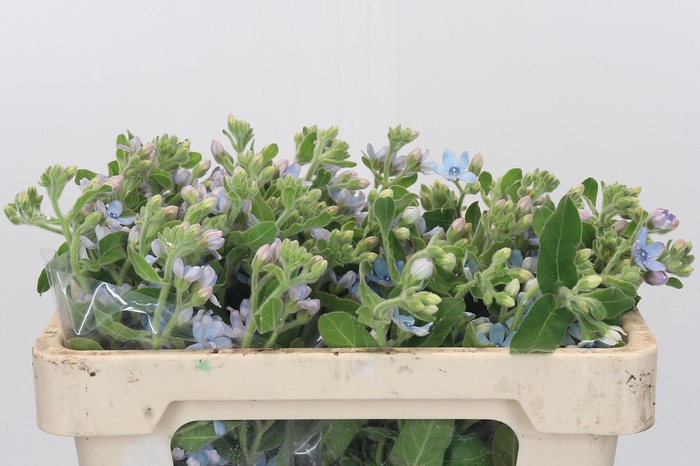 Oxypetalum Tweedia Blue