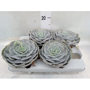 Echeveria  'Pollux'