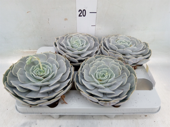 <h4>Echeveria  'Pollux'</h4>