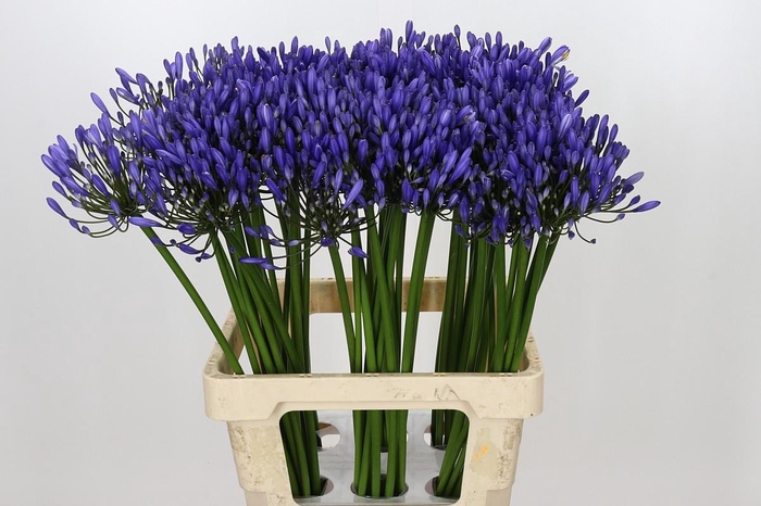 <h4>Agapanthus Uri</h4>