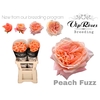 R GR PEACH FUZZ
