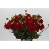 Dahlia Red Fox