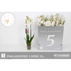 .Phalaenopsis overig wit