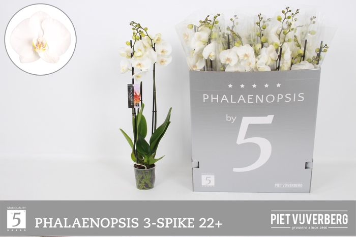<h4>.Phalaenopsis overig wit</h4>