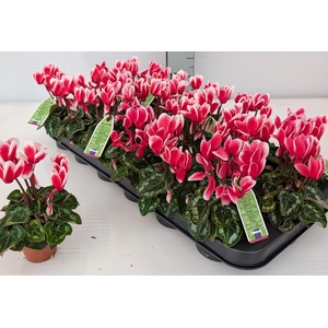 CYCL KL SMARTIZ FANT