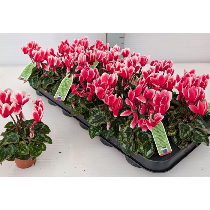 <h4>CYCL KL SMARTIZ FANT</h4>