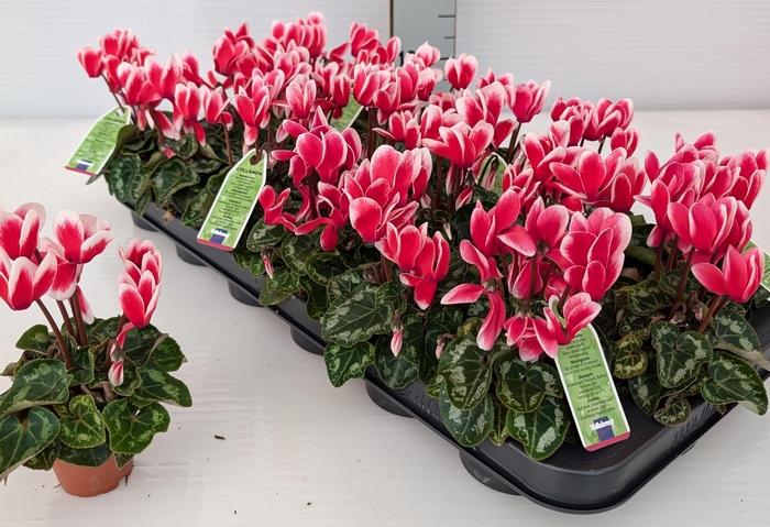 <h4>CYCL KL SMARTIZ FANT</h4>