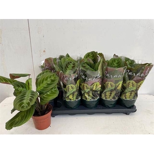 Maranta leuc. 'Exclusive Dark'