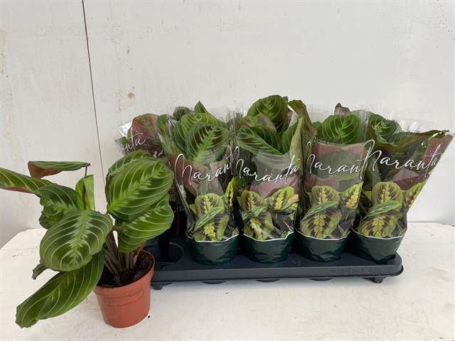 <h4>Maranta leuc. 'Exclusive Dark'</h4>
