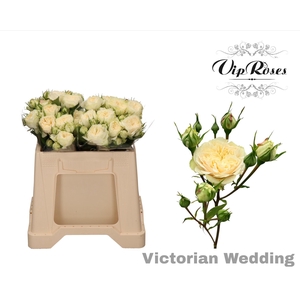 R Tr Victor Wedding+