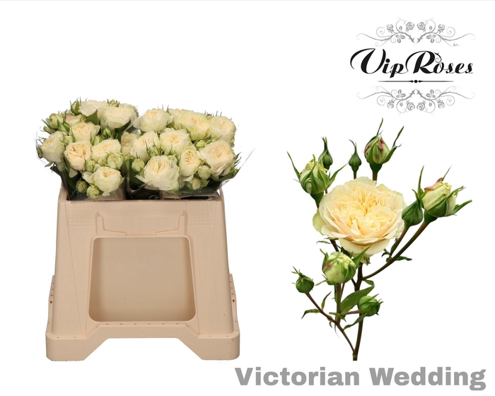 <h4>R TR VICTOR WEDDING+</h4>