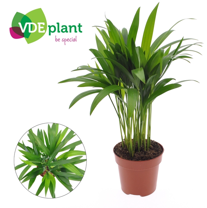 <h4>Dypsis lutescens (Areca) 12cm (zonder hoes)</h4>