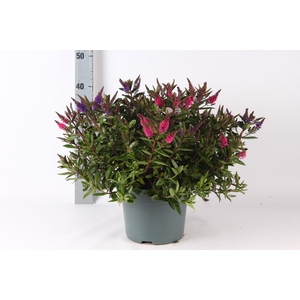 HEBE ADDE GEM IN POT