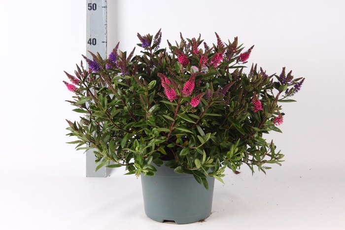 <h4>HEBE ADDE GEM IN POT</h4>