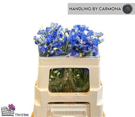 <h4>Delph En Fashion Blu</h4>