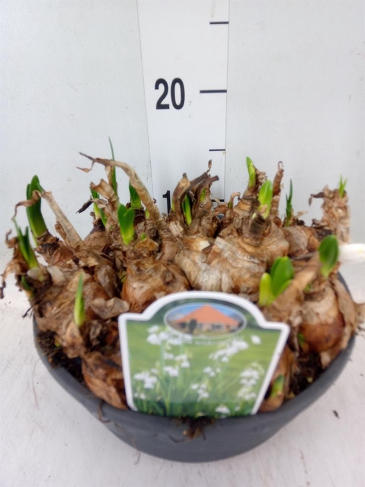 <h4>Leucojum aestivum</h4>