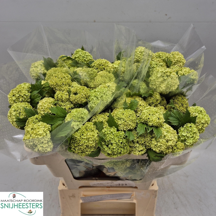 <h4>VIBURNUM ROSEUM ST</h4>