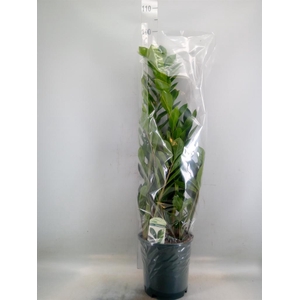 Zamioculcas zamiifolia