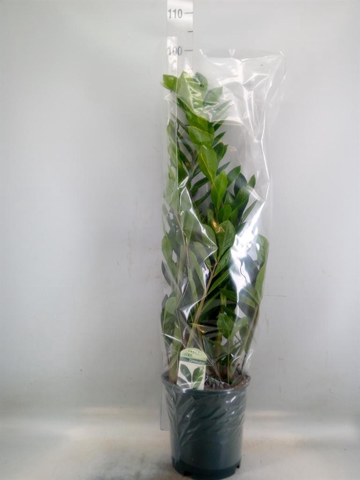<h4>Zamioculcas zamiifolia</h4>