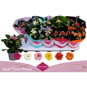 KAL GE PERF GEM 6 KL