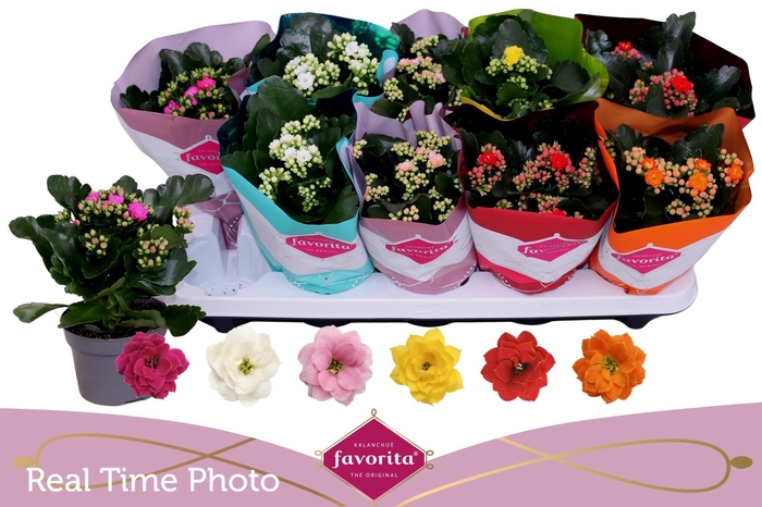 <h4>KAL GE PERF GEM 6 KL</h4>